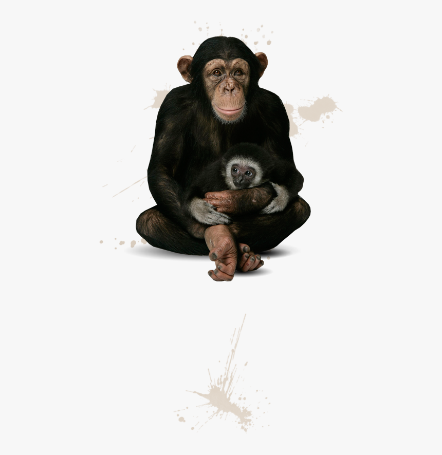 Common Chimpanzee, HD Png Download, Free Download