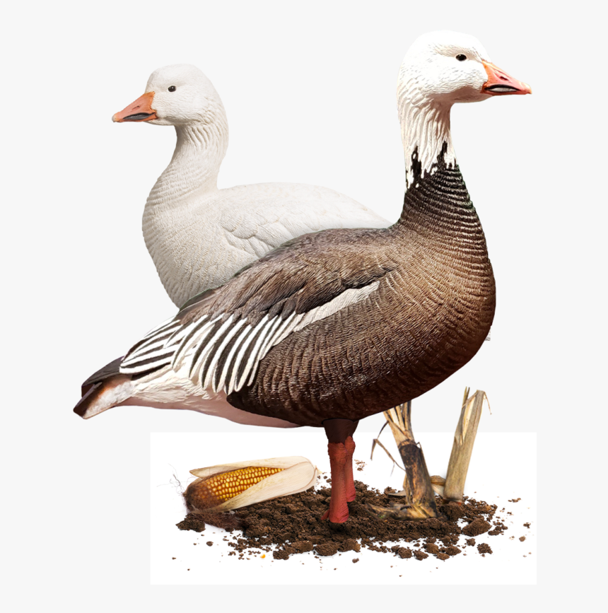 Duck, HD Png Download, Free Download