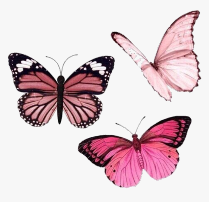 Image About Pink In Pngs By Faviola On We Heart It - Pink Butterfly Aesthetic, Transparent Png, Free Download