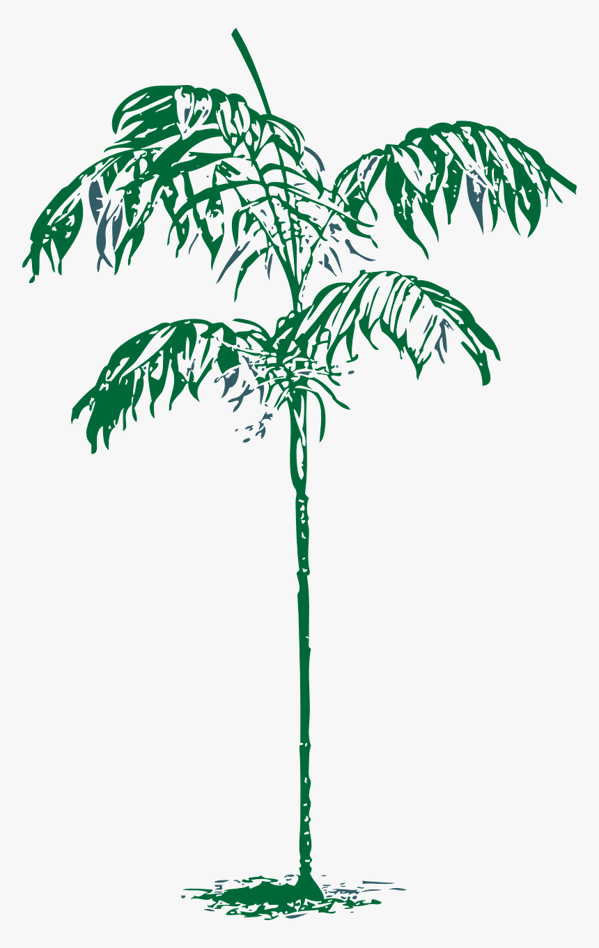 Palm Tree Ornamental Free Photo - Sketch Palm Tree Png, Transparent Png, Free Download