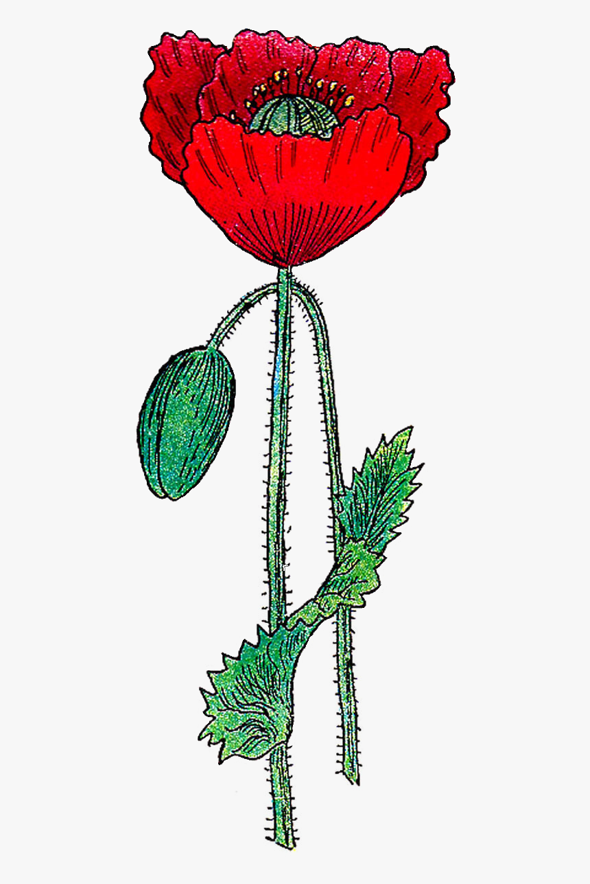 Poppy, HD Png Download, Free Download