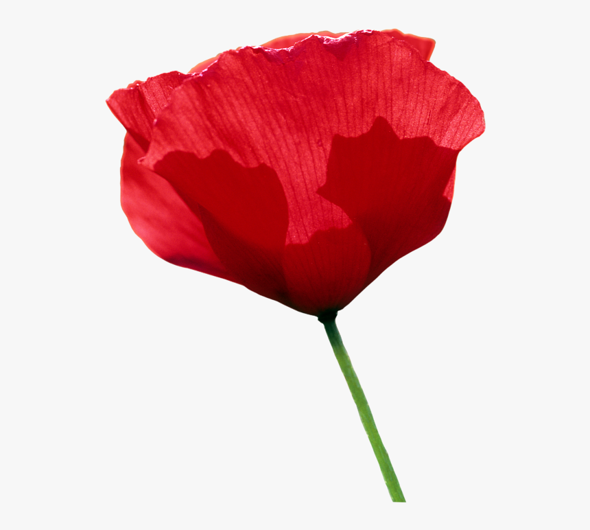 Tulip, HD Png Download, Free Download