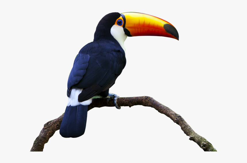 Transparent Toucan Clipart - Toucan White Background Png, Png Download, Free Download