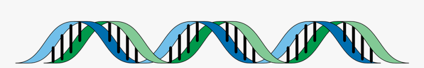 Dna, Gene, Genetic, Helix, Rna, Mutagenic, Heritage - Double Stranded Dna No Background, HD Png Download, Free Download