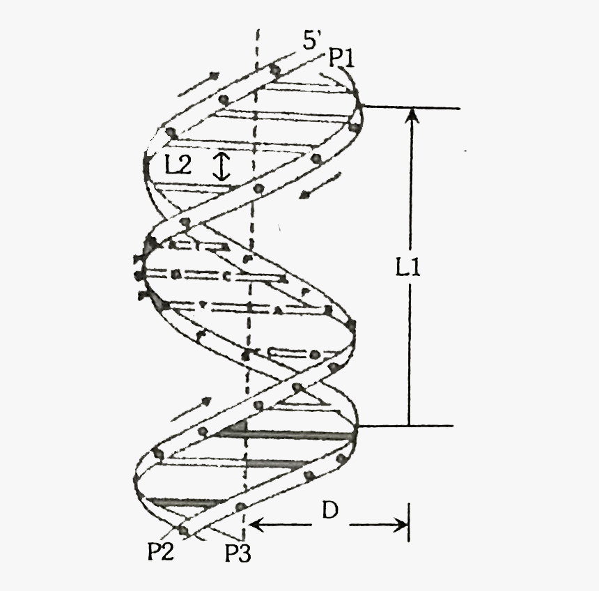 Crick Model Of Dna, HD Png Download, Free Download