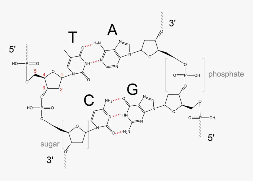 Dna Double Helix Chemical Structure , Png Download - Fragment Of Dna With Two Nucleotide Pairs, Transparent Png, Free Download