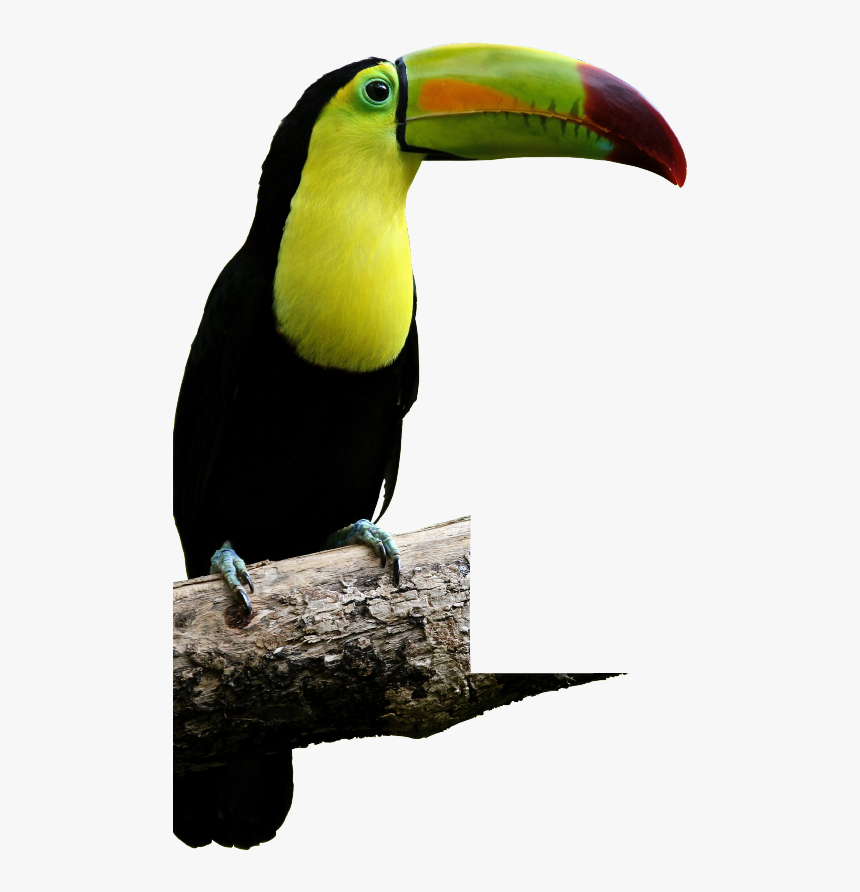 Tucan Con Fondo Transparente , Png Download - Keel Billed Toucan Png, Png Download, Free Download