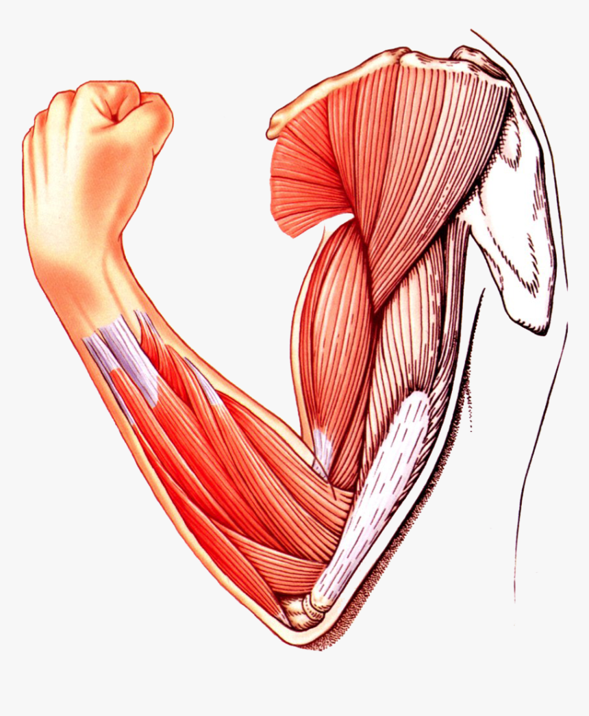 Muscle Arm Download Transparent Png Image Skeletal Muscle Clipart Png Png Download Kindpng - transparent muscles roblox transparent png clipart free download