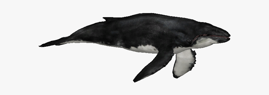 Whalehumpbackzs - Zoo Tycoon 2 Humpback Whale, HD Png Download, Free Download