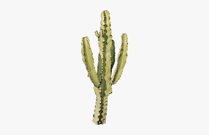 #png #pngs #pngedit #pngstickers #moodboard #moodboards - Png Sticker Cactus, Transparent Png, Free Download