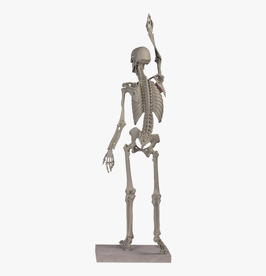 Skeleton, HD Png Download, Free Download