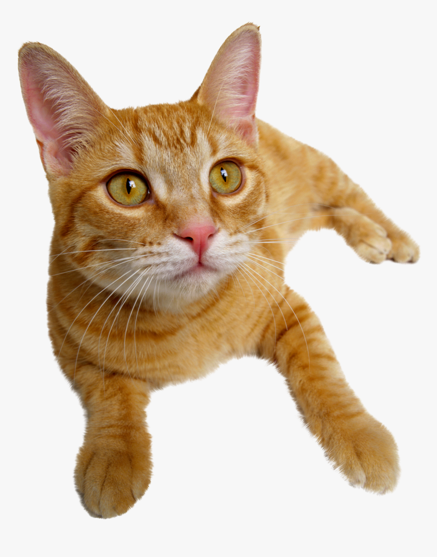 Cat Png - Problem Based Feline Medicine, Transparent Png, Free Download