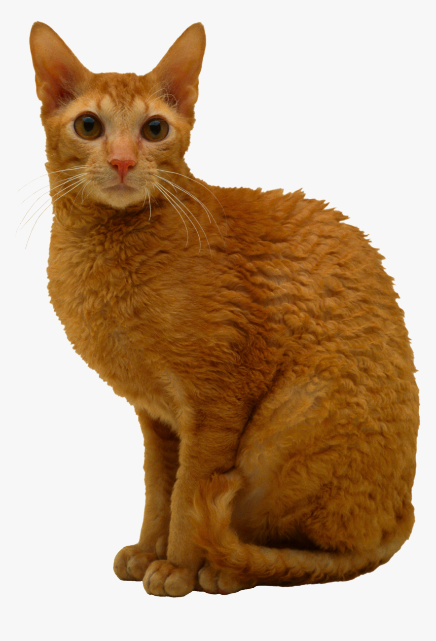 Transparent Cats Png - Orange Cornish Rex Mix, Png Download, Free Download