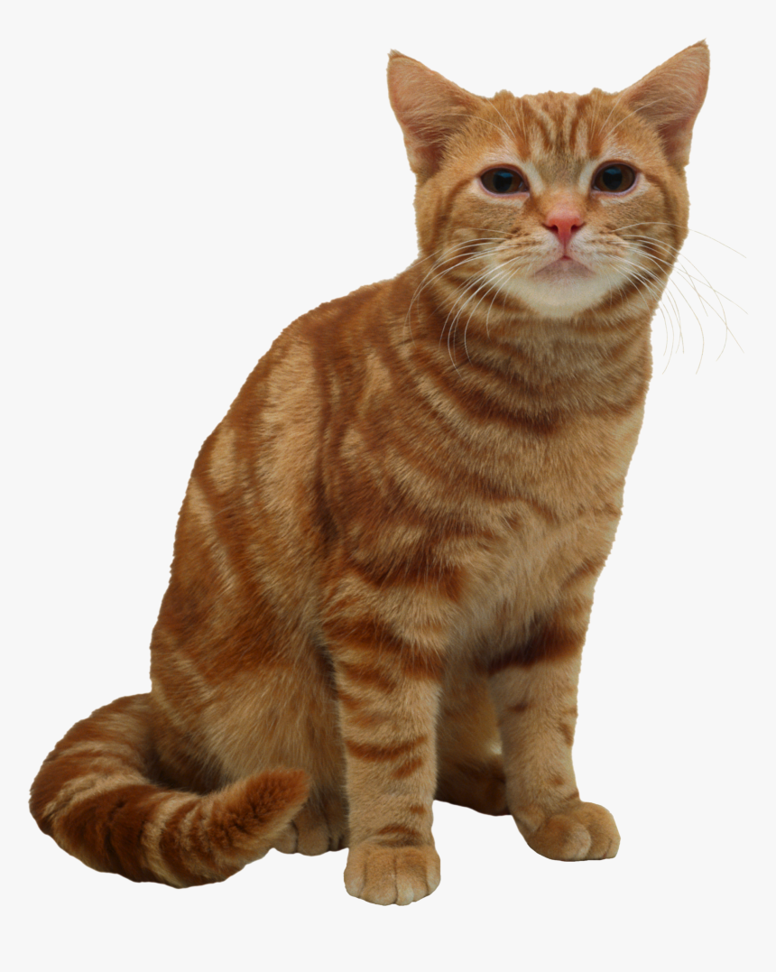 Cat Png - American Short Hair Cat, Transparent Png, Free Download