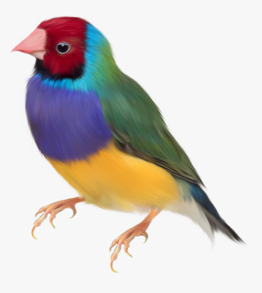 Gouldian Finch Png, Transparent Png, Free Download