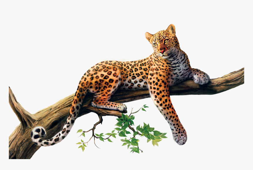 Download Jaguar Png Picture - Leopard Png, Transparent Png, Free Download