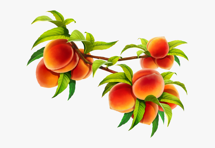 Art,illustration - Peach, HD Png Download, Free Download