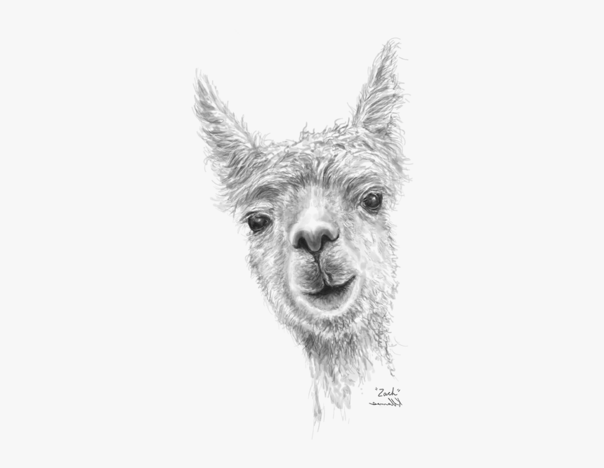 Llama, HD Png Download, Free Download