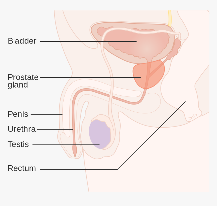 Diagram, HD Png Download, Free Download