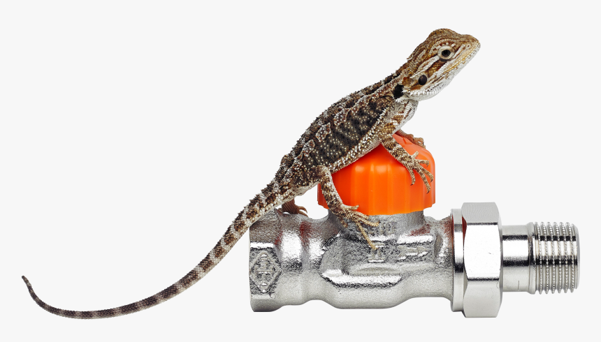 Our Bearded Dragon, HD Png Download, Free Download