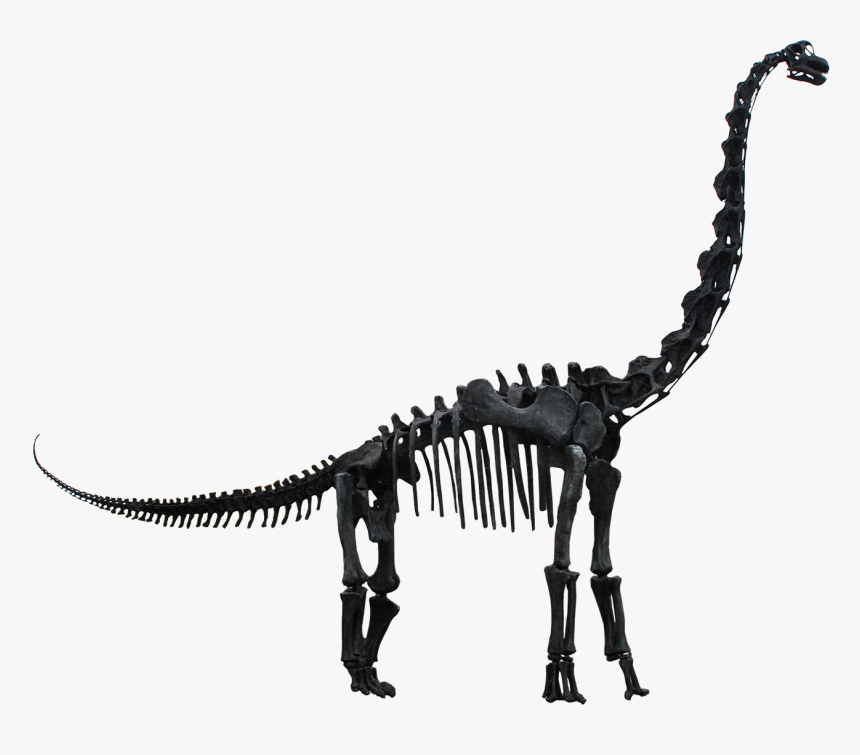 Dinosaur Skeleton Transparent Png, Png Download, Free Download