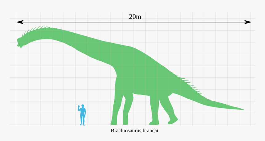 Brachiosaurus Größe, HD Png Download, Free Download