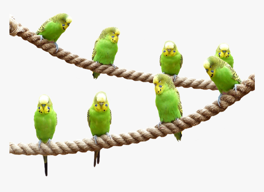 Wellensttiche, Birds, Nature, Parakeet, Animal World - Transparent Parakeet, HD Png Download, Free Download