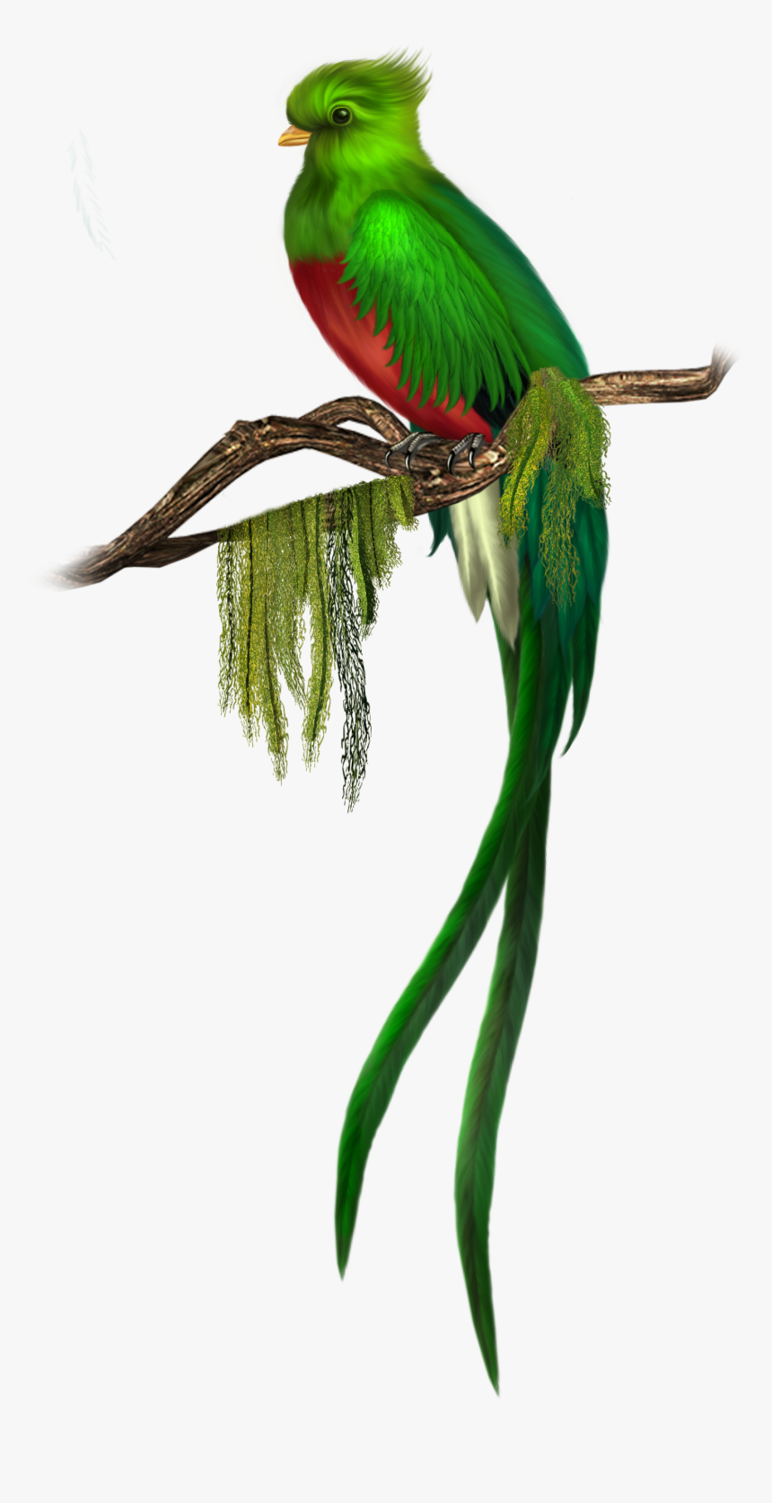 Parakeet Png, Transparent Png, Free Download