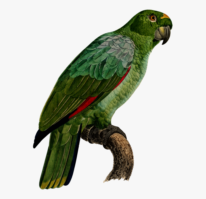 Macaw,parrot,wing - Loro Guacamayo, HD Png Download, Free Download