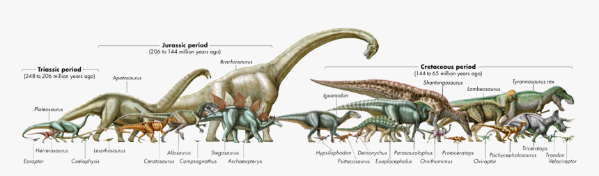 Transparent Brachiosaurus Png - Triassic Jurassic And Cretaceous Dinosaurs, Png Download, Free Download