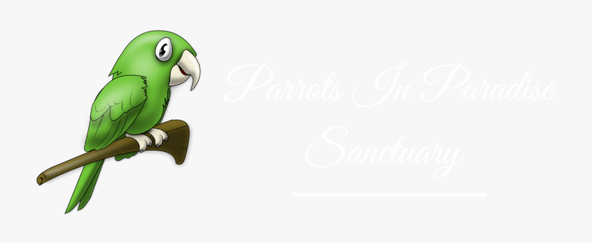 Parakeet, HD Png Download, Free Download