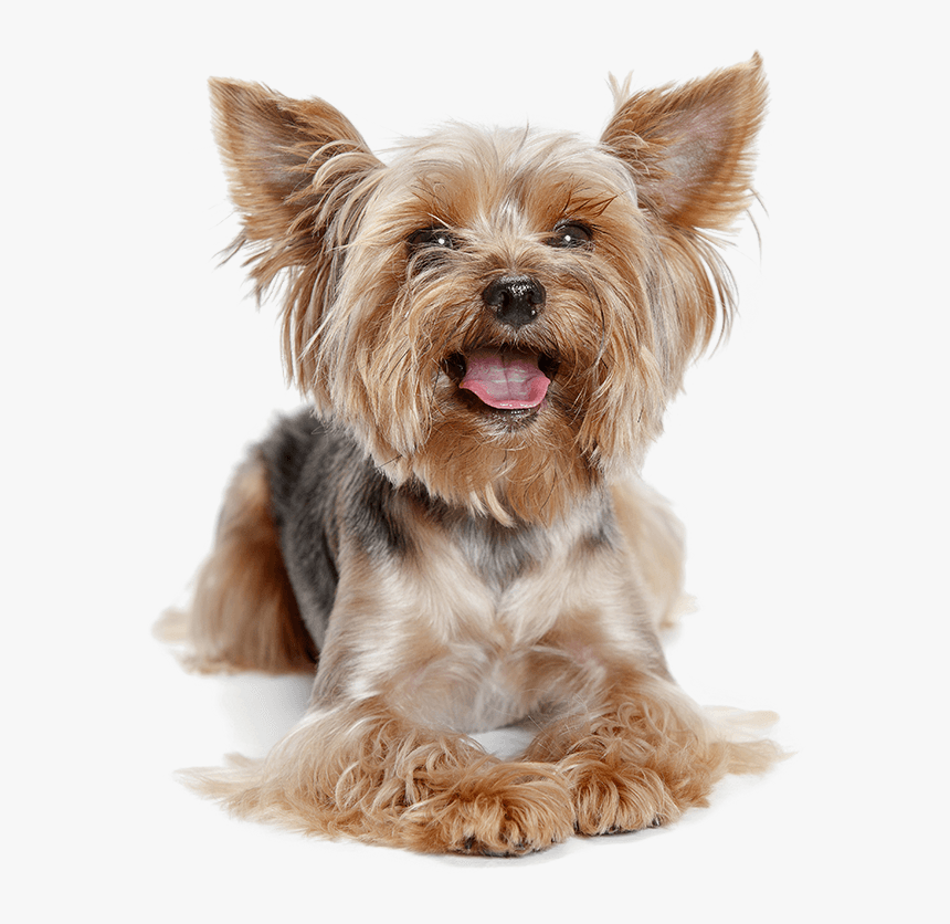 Transparent Yorkie Png - Yorkshire Terrier Transparent Background, Png Download, Free Download