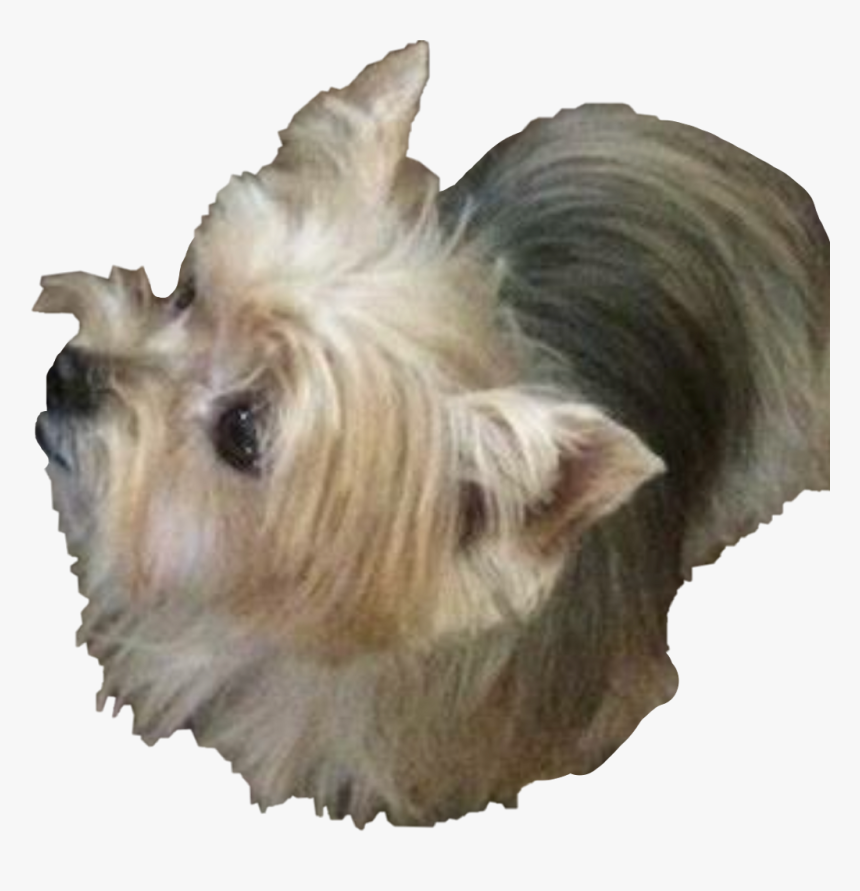 Dog Terrier,small Terrier,australian Silky Terrier,carnivore,rare - Australian Silky Terrier, HD Png Download, Free Download