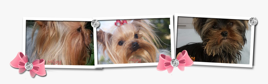 Morkie, HD Png Download, Free Download