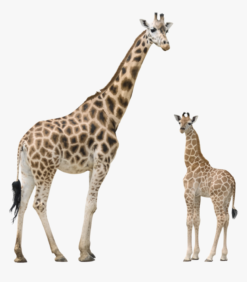 Download Giraffe Png Transparent Images Transparent - Giraffes Png, Png Download, Free Download