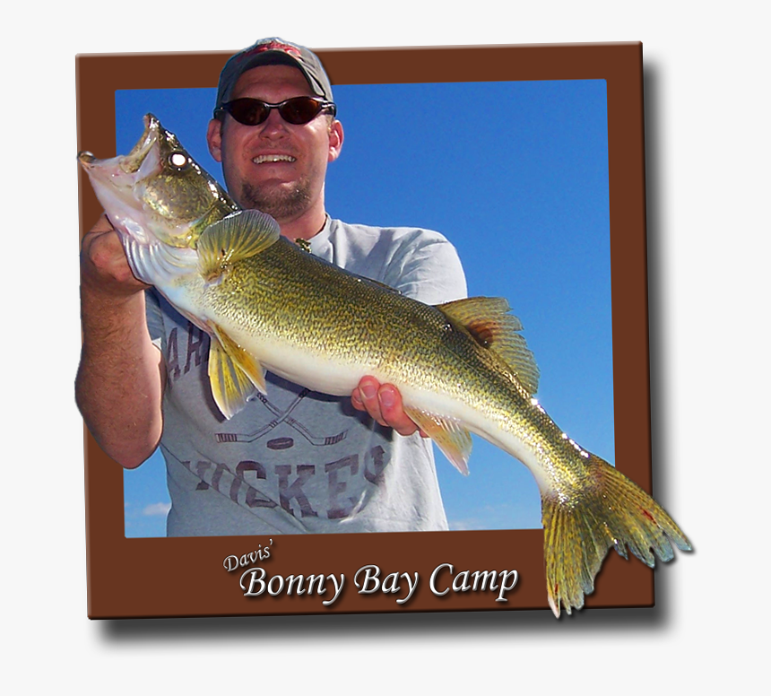 Walleye - Brown Trout, HD Png Download, Free Download