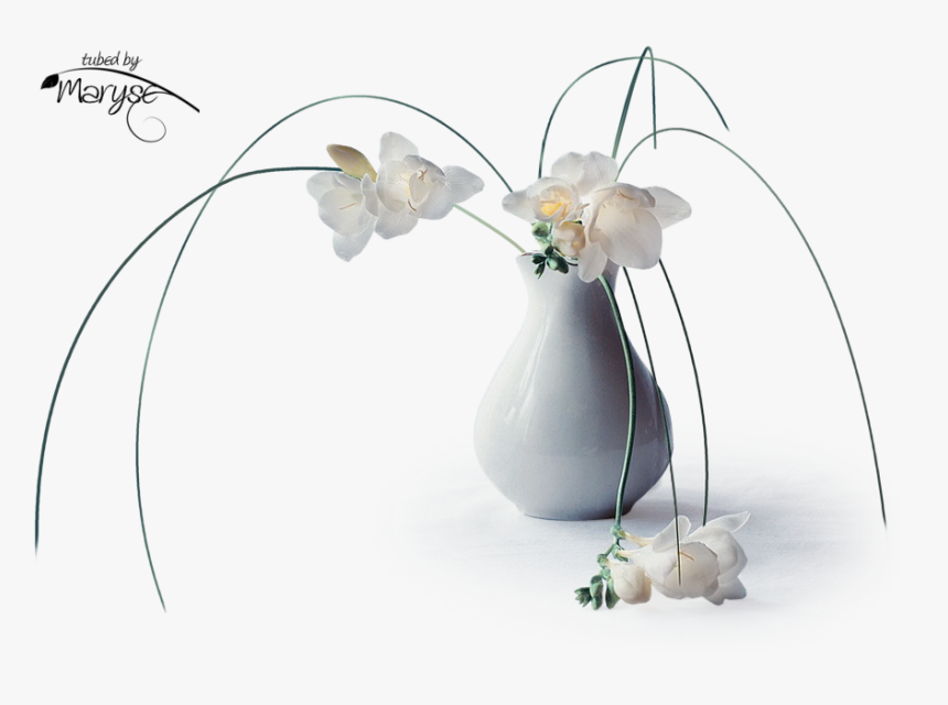 Still Life - Moth Orchid, HD Png Download, Free Download