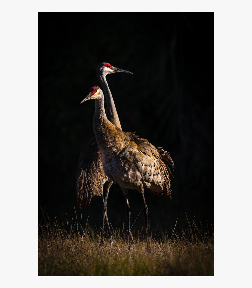 Sandhill Crane, HD Png Download, Free Download