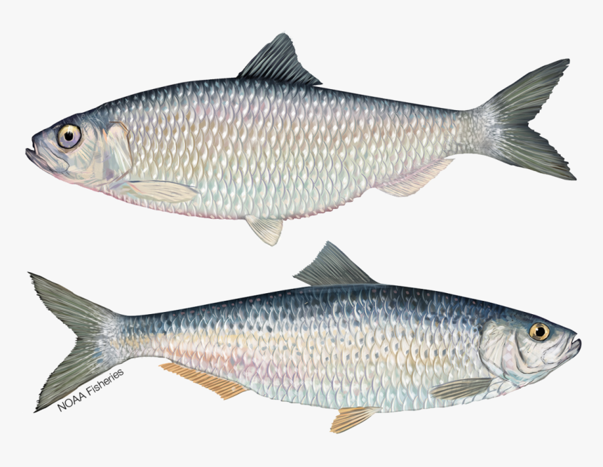 Alewife And Blueback Herring - Coregonus Lavaretus, HD Png Download, Free Download