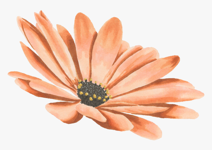 Drawing Watercolor Painting Transvaal Daisy - Watercolor Flower Png Daisy, Transparent Png, Free Download