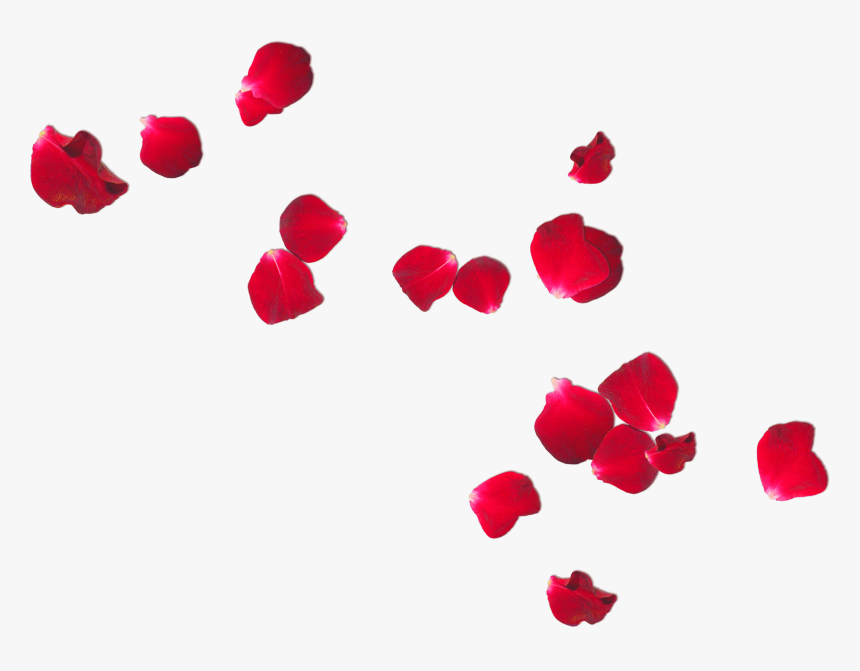 Rose Petals Free Png, Transparent Png, Free Download