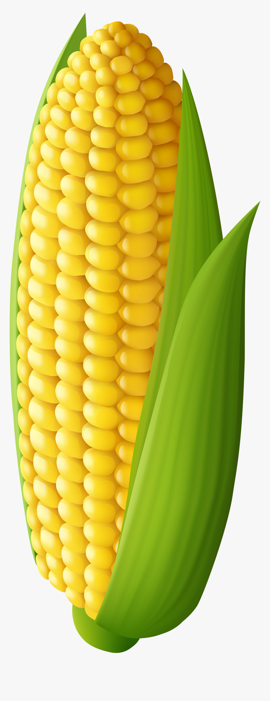 Corn On The Cob Maize Clip Art - Clipart Corn On The Cob, HD Png Download, Free Download