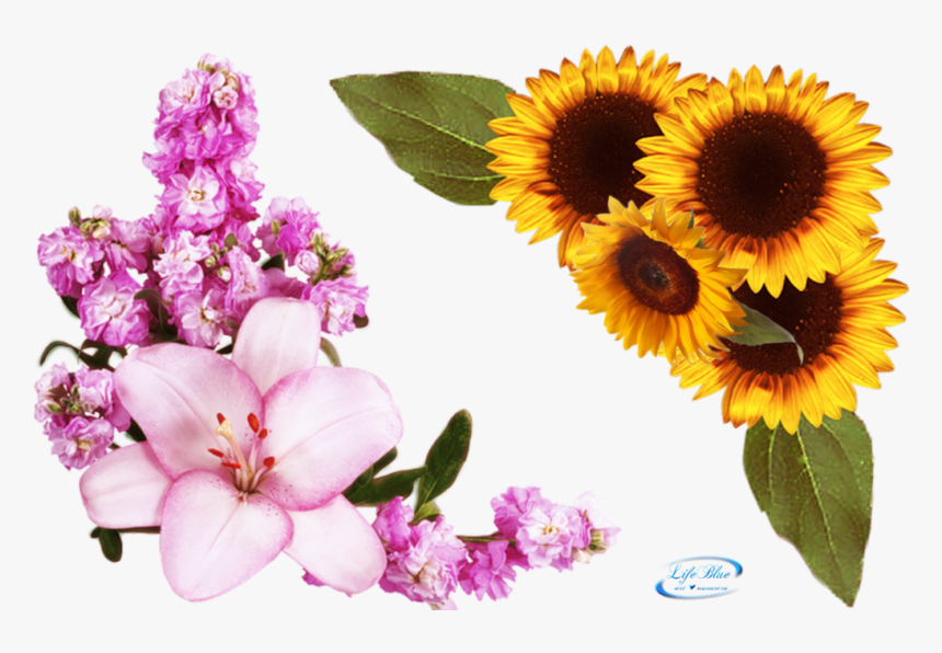 Clip Art Floral Corners - Png Flower Corner, Transparent Png, Free Download