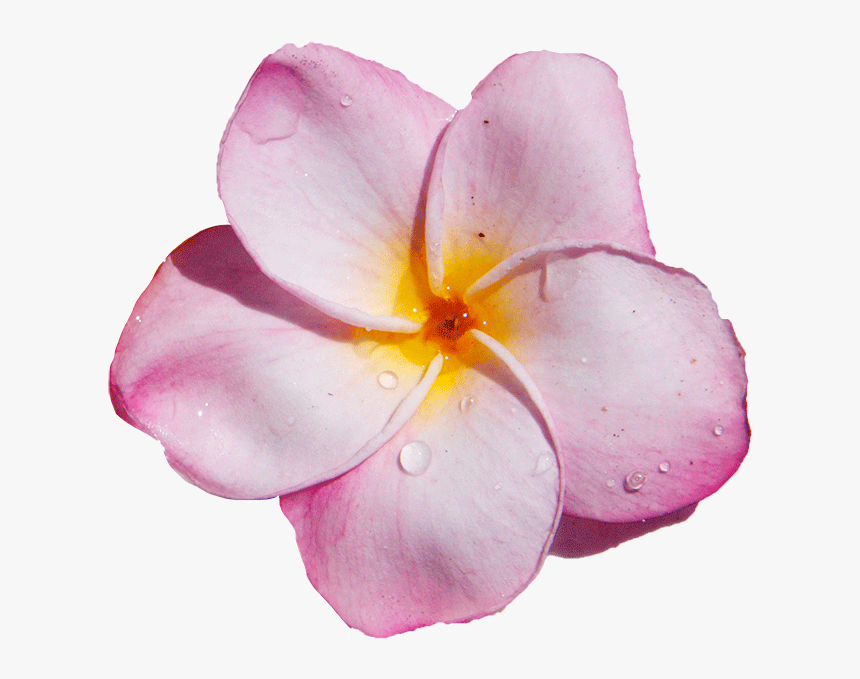 Transparent Hawaiian Lei Png - Frangipani, Png Download, Free Download