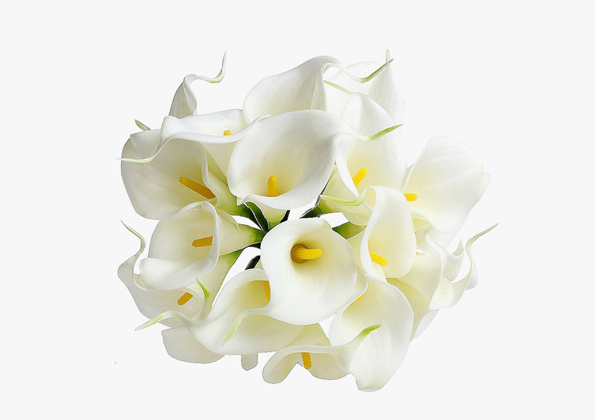 Calla Png Transparent Image - Transparent Background White Lily Png, Png Download, Free Download