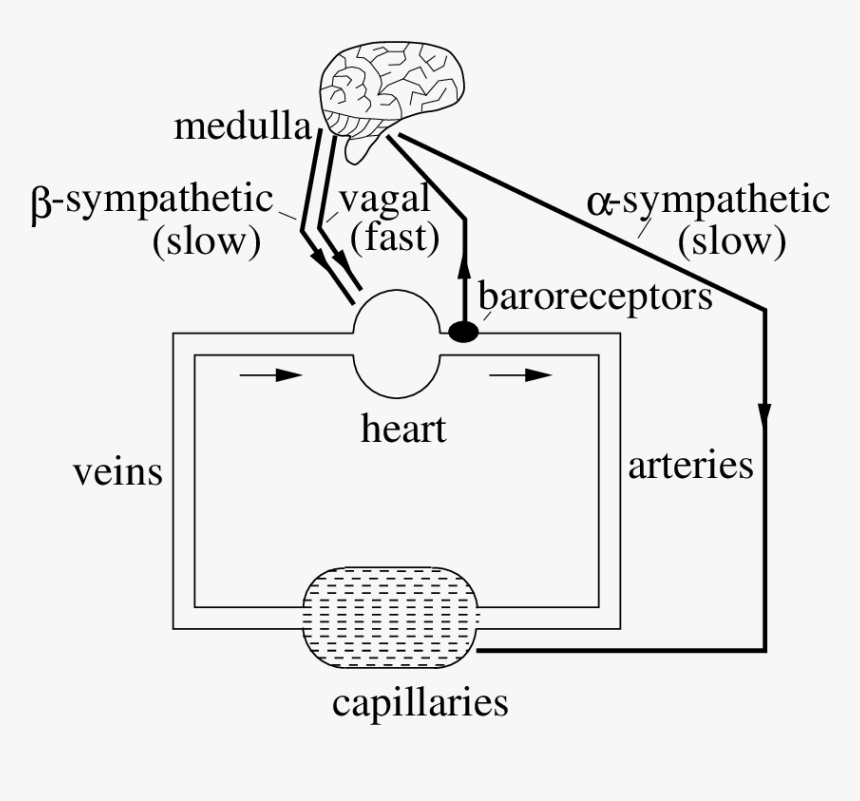 Sympathetic Control Of Veins, HD Png Download, Free Download