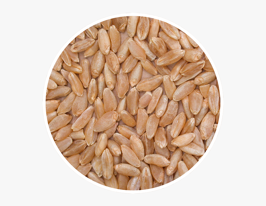 Cwad - Whole Grain, HD Png Download, Free Download