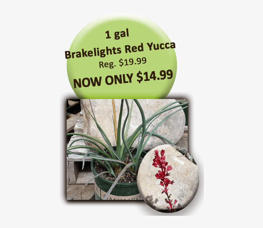 1 Gal Brakelights Red Yucca - Signage, HD Png Download, Free Download