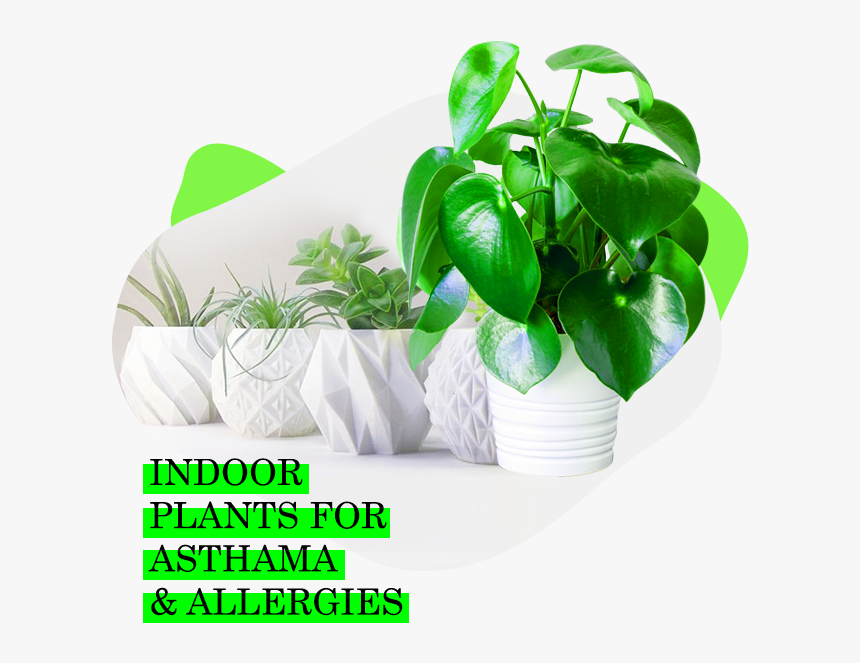 Houseplant, HD Png Download, Free Download