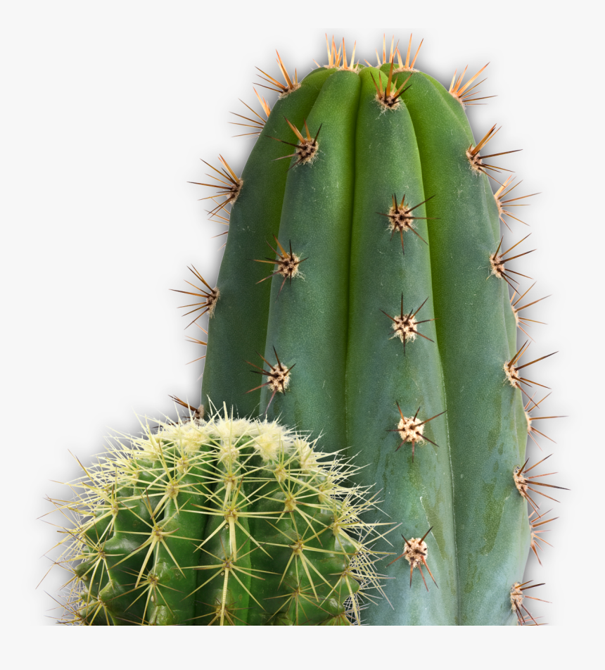 Nopal - Cactus Transparent Png, Png Download, Free Download